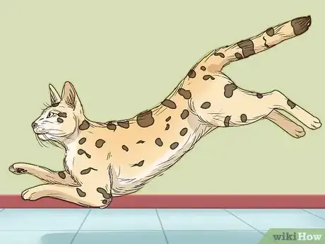 Imagen titulada Identify a Savannah Cat Step 5