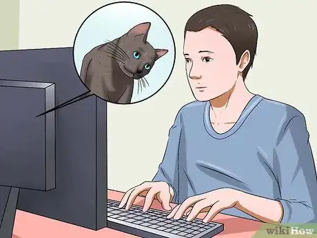 Imagen titulada Identify if Your Cat Has Had a Stroke Step 16