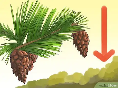 Imagen titulada Identify Pine Trees Step 6