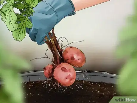 Imagen titulada Grow Red Potatoes Step 19