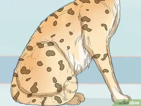 Imagen titulada Identify a Savannah Cat Step 3