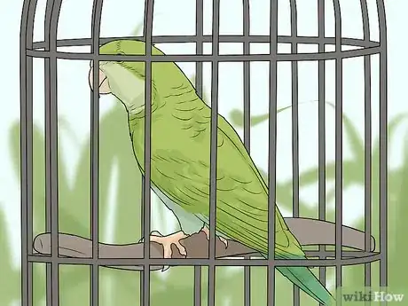 Imagen titulada Spot Signs of Illness in Quaker Parrots Step 12