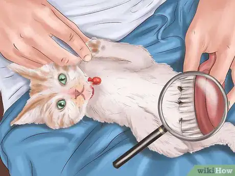 Imagen titulada Deal with Fleas and Ticks with Newborn Kittens Step 1