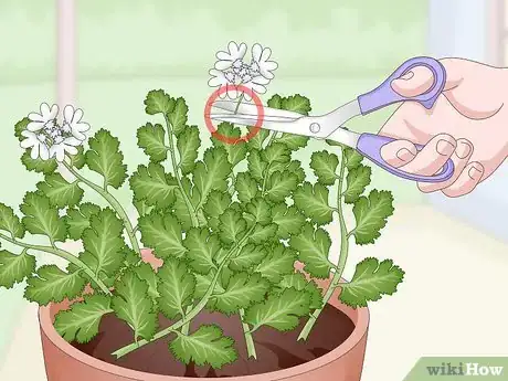 Imagen titulada Grow Cilantro Indoors Step 18