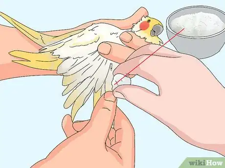 Imagen titulada Treat Injured Cockatiels Step 11