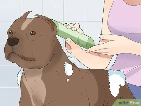 Imagen titulada Bathe Your Pitbull Step 13