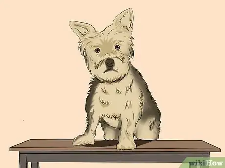 Imagen titulada Trim a Yorkie's Face Step 2