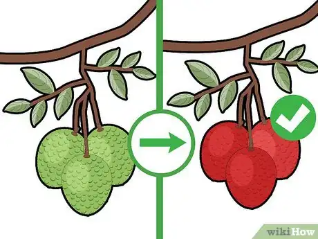 Imagen titulada Grow a Lychee Tree Step 15