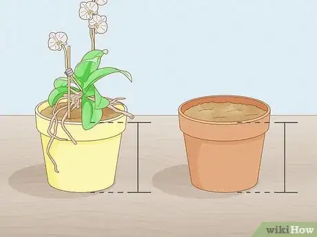 Imagen titulada Save an Orchid from Root Rot Step 2