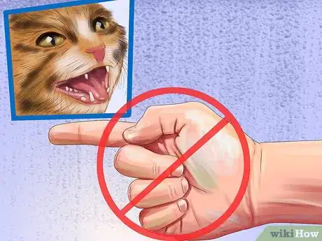 Imagen titulada Understand the Cat's Meow Step 12