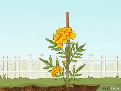 Imagen titulada Grow Marigolds Step 21