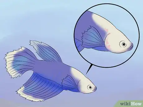 Imagen titulada Cure Betta Fish Diseases Step 5