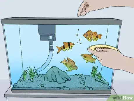 Imagen titulada Lower Ammonia Levels in Your Fish Tank Step 11