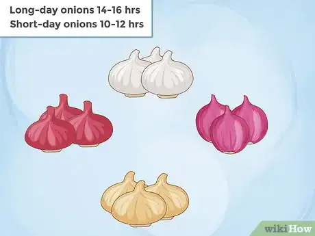 Imagen titulada Grow Onions Step 1