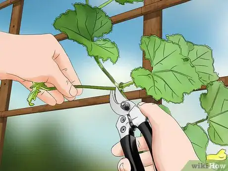 Imagen titulada Prune Cucumber Plants Step 11