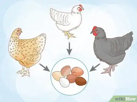 Imagen titulada Start a Chicken Farm Step 14