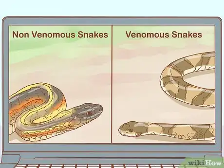 Imagen titulada Differentiate Between Poisonous Snakes and Non Poisonous Snakes Step 6