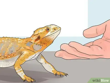 Imagen titulada Hold a Bearded Dragon Step 2