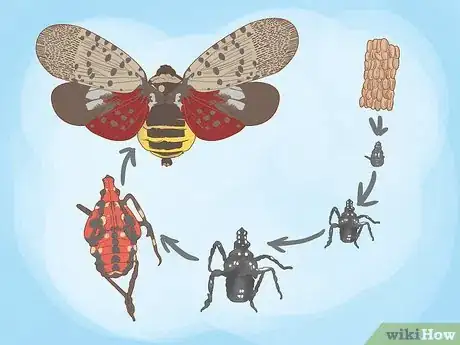 Imagen titulada Deal with Spotted Lanternflies Step 1