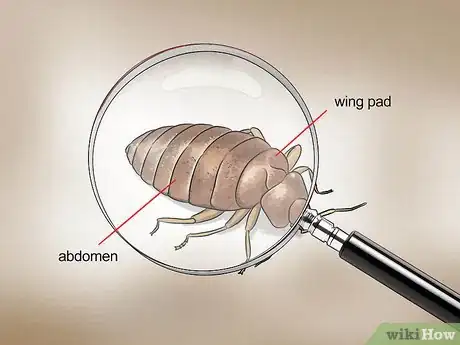 Imagen titulada Recognize Bed Bugs Step 3