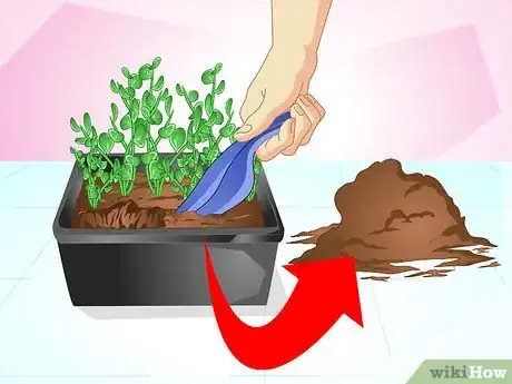 Imagen titulada Keep Cats from Urinating in House Plants Step 1