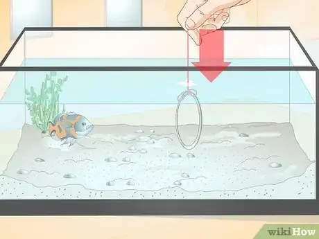 Imagen titulada Train Your Fish to Do Tricks Step 5