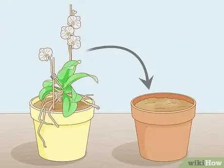 Imagen titulada Save an Orchid from Root Rot Step 1