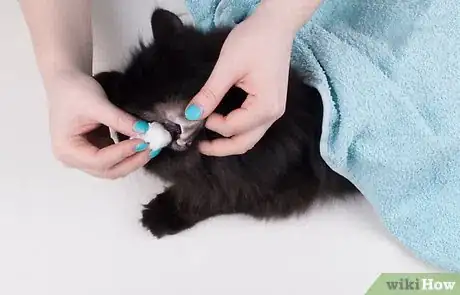 Imagen titulada Remove Ear Wax from Cats Step 11