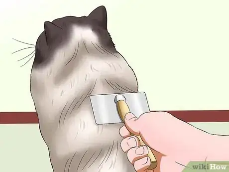 Imagen titulada Prevent Matted Cat Hair Step 5