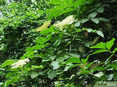 Imagen titulada Make Elderflower Cordial Step 15