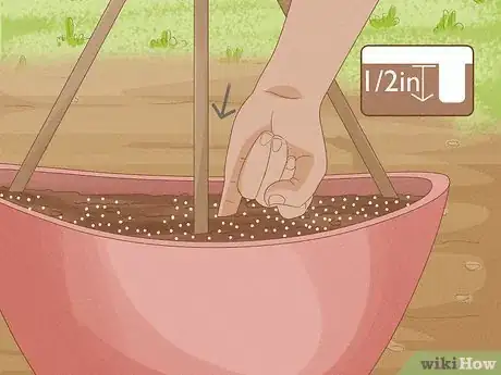 Imagen titulada Grow Cucumbers in Pots Step 9