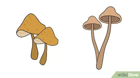 Imagen titulada Grow Mushrooms Step 11