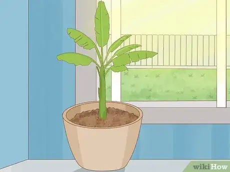 Imagen titulada Grow Banana Plants Step 5