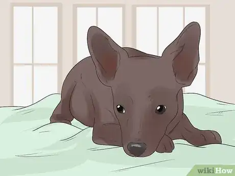 Imagen titulada Help Your Chihuahua During Labor Step 9