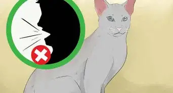 saber si un gato tiene ceguera