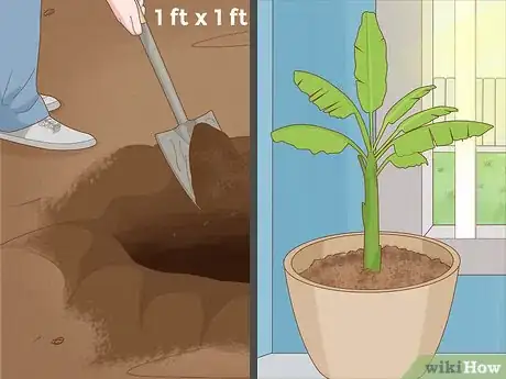 Imagen titulada Grow Banana Plants Step 8