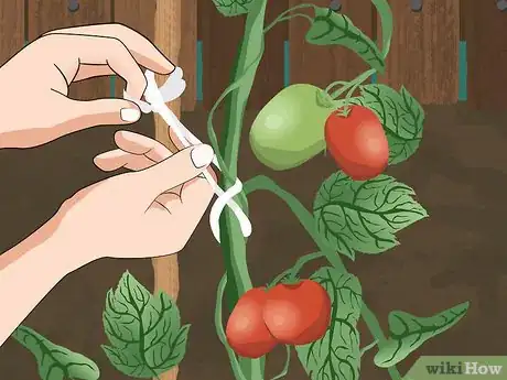 Imagen titulada Tie up Tomatoes Step 10