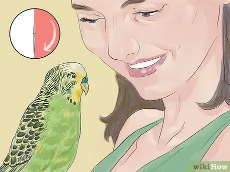 Imagen titulada Teach Parakeets to Talk Step 6