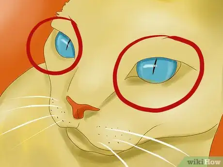 Imagen titulada Understand Your Cat's Body Language Step 11