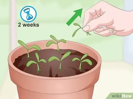 Imagen titulada Grow Cilantro Indoors Step 11