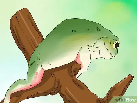 Imagen titulada Diagnose Your Tree Frog's Illness Step 1