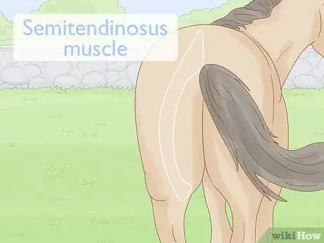 Imagen titulada Give a Horse an Injection Step 13