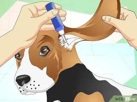 Imagen titulada Heal Ear Infections in Dogs Step 14