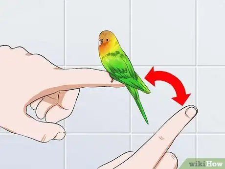 Imagen titulada Tame Your Budgies Step 13