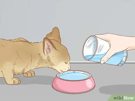 Imagen titulada Treat a Cat with Blood in Its Urine Step 9