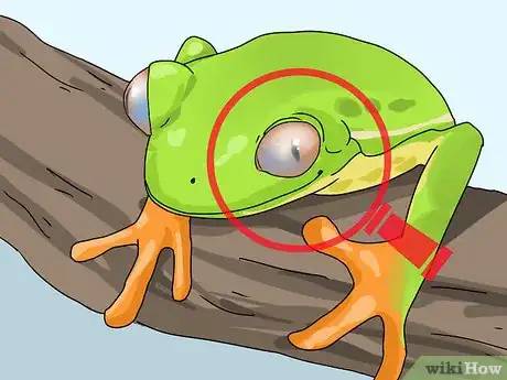 Imagen titulada Diagnose Your Tree Frog's Illness Step 7