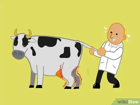 Imagen titulada Get a Cow With Nerve Damage to Her Hind Legs from a Long Birth or Hard Pull to Stand Up Step 3