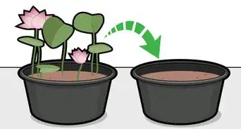 cultivar flor de loto