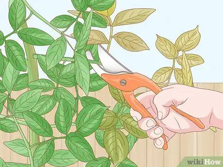 Imagen titulada Prune Honeysuckle Step 2