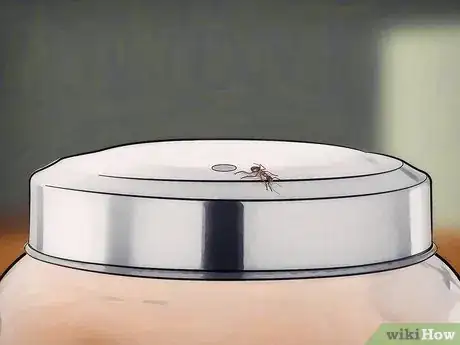 Imagen titulada Catch Ants for an Ant Farm Step 8